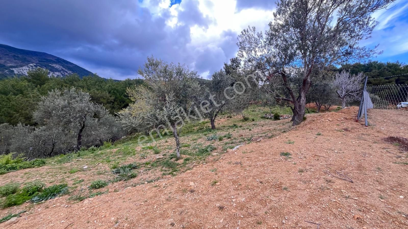 Başaran Emlak'tan Muhteşem Doğa Ve Deniz Manzaralı Zeytin Arazisi - Görsel 6