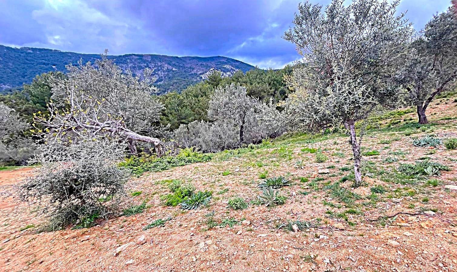 Başaran Emlak'tan Muhteşem Doğa Ve Deniz Manzaralı Zeytin Arazisi - Görsel 2