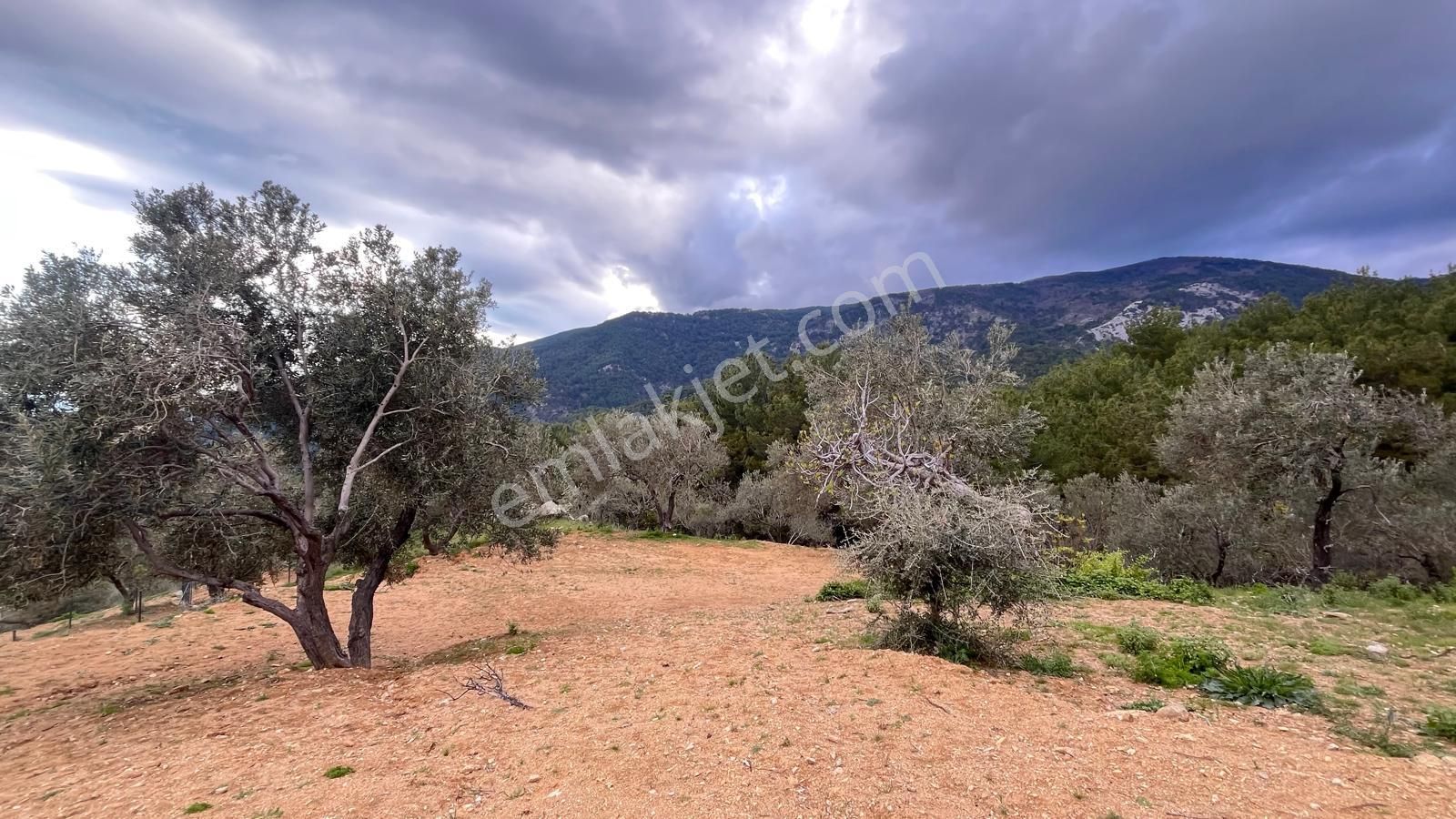 Başaran Emlak'tan Muhteşem Doğa Ve Deniz Manzaralı Zeytin Arazisi - Görsel 9