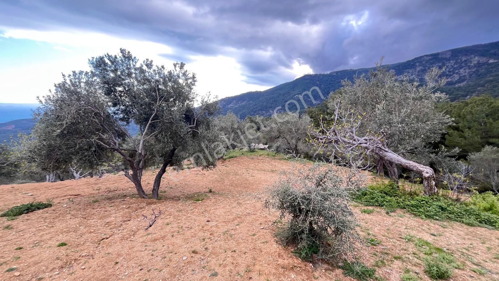 Başaran Emlak'tan Muhteşem Doğa Ve Deniz Manzaralı Zeytin Arazisi - Görsel 3