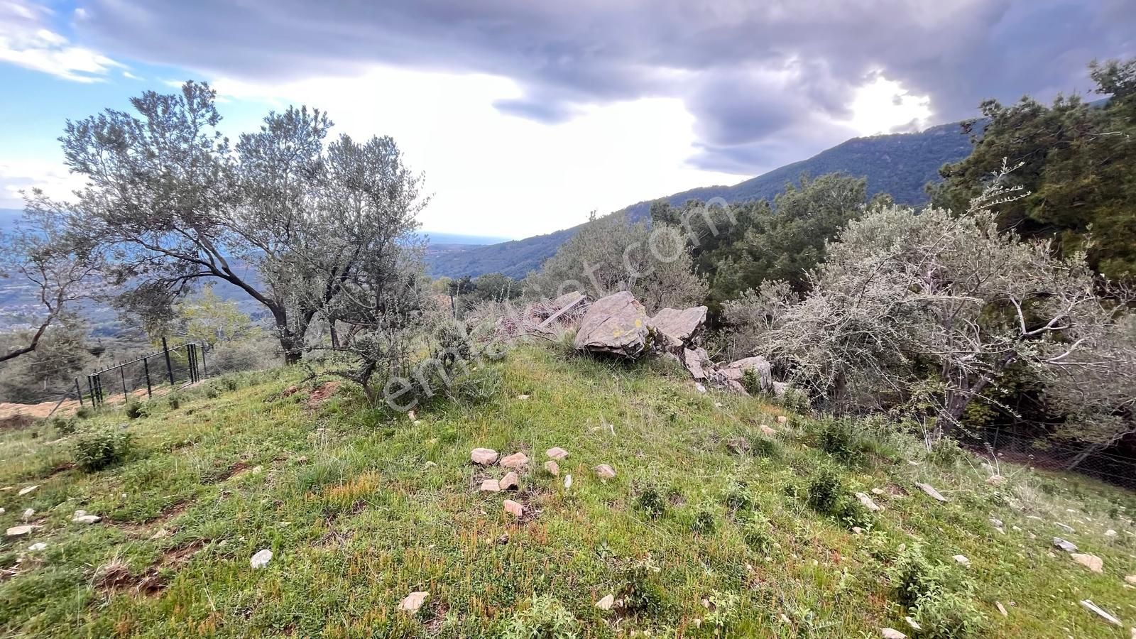 Başaran Emlak'tan Muhteşem Doğa Ve Deniz Manzaralı Zeytin Arazisi - Görsel 17