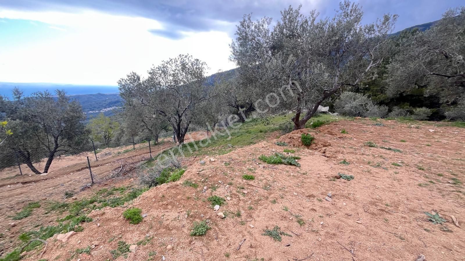 Başaran Emlak'tan Muhteşem Doğa Ve Deniz Manzaralı Zeytin Arazisi - Görsel 11
