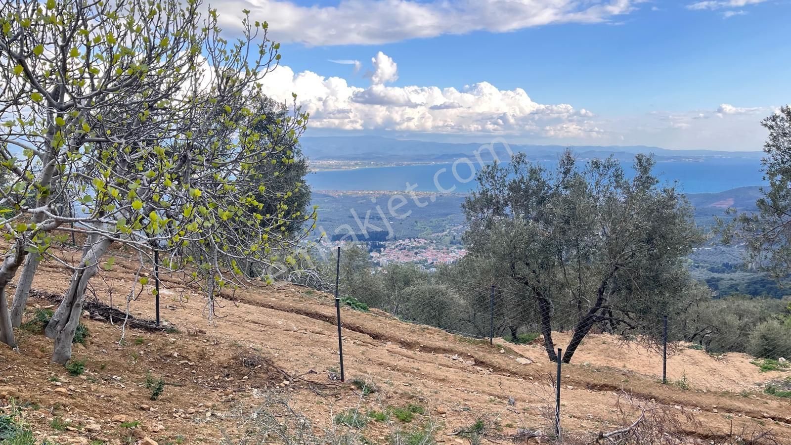 Başaran Emlak'tan Muhteşem Doğa Ve Deniz Manzaralı Zeytin Arazisi - Görsel 18