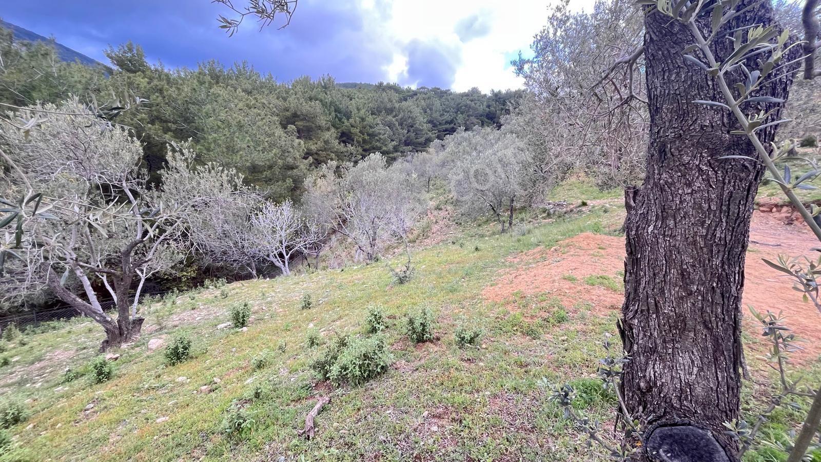 Başaran Emlak'tan Muhteşem Doğa Ve Deniz Manzaralı Zeytin Arazisi - Görsel 16