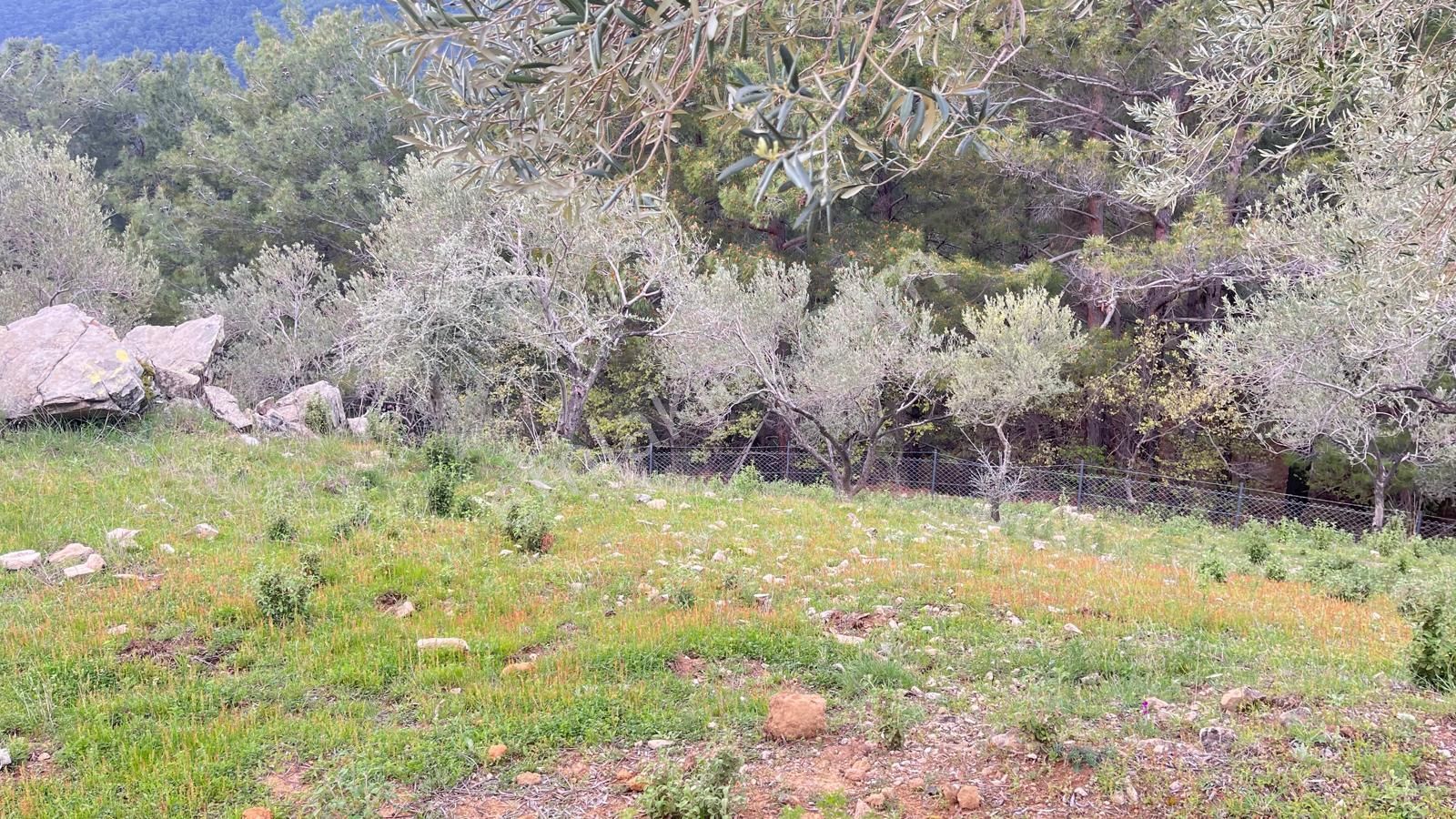 Başaran Emlak'tan Muhteşem Doğa Ve Deniz Manzaralı Zeytin Arazisi - Görsel 15