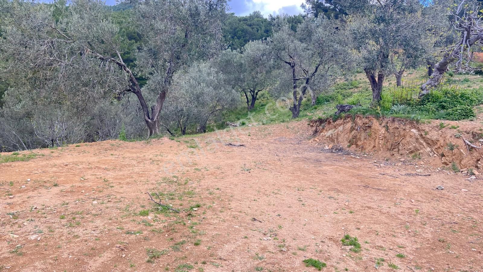 Başaran Emlak'tan Muhteşem Doğa Ve Deniz Manzaralı Zeytin Arazisi - Görsel 14