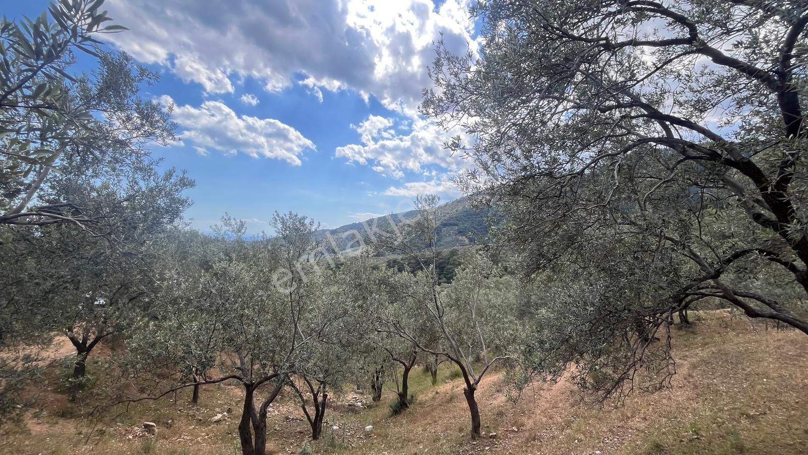 Başaran Emlak'tan Güre'de Mıhteşem Zeytin Arazisi Acil Satılık