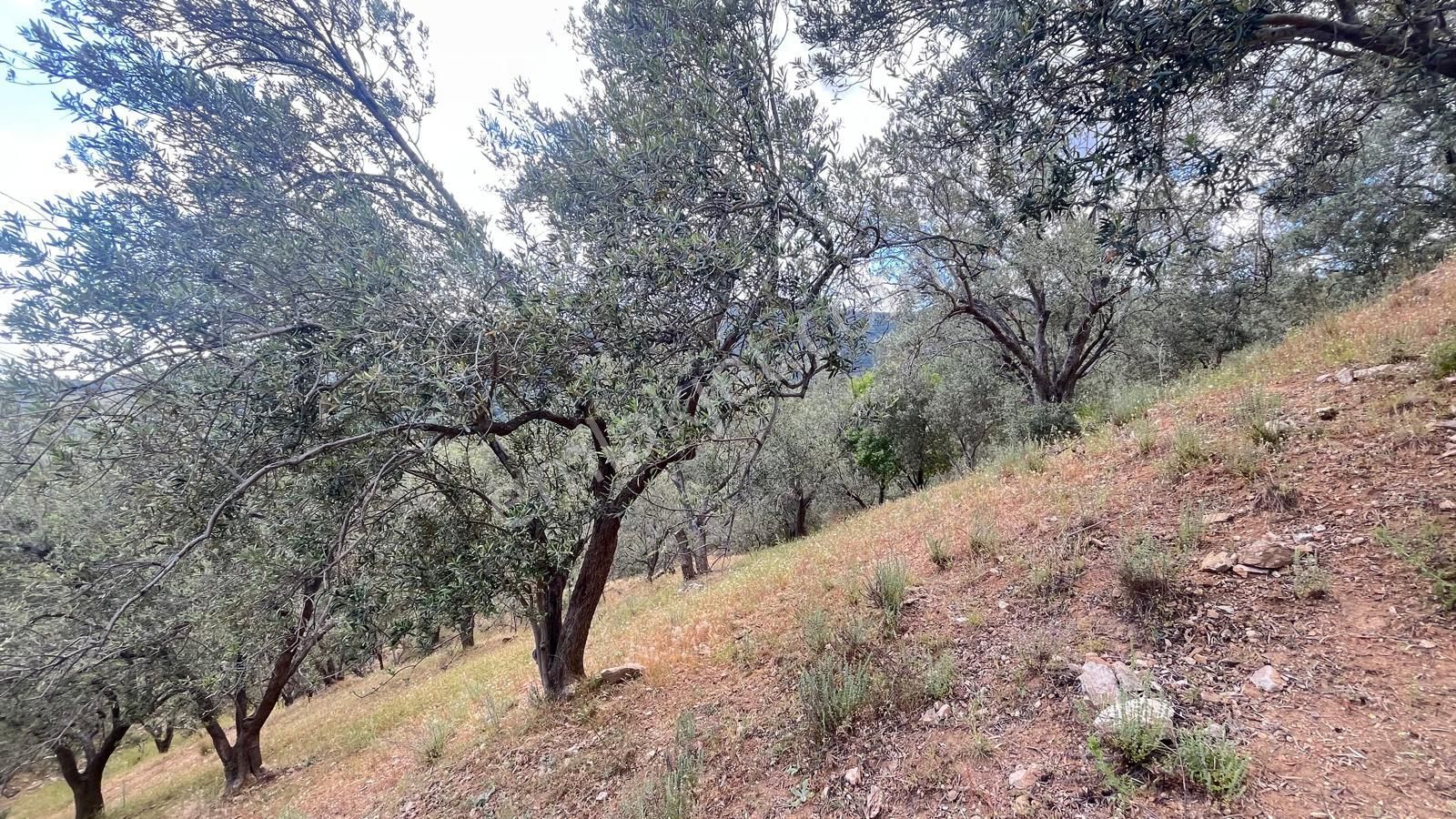 Başaran Emlak'tan Güre'de Mıhteşem Zeytin Arazisi Acil Satılık - Görsel 8