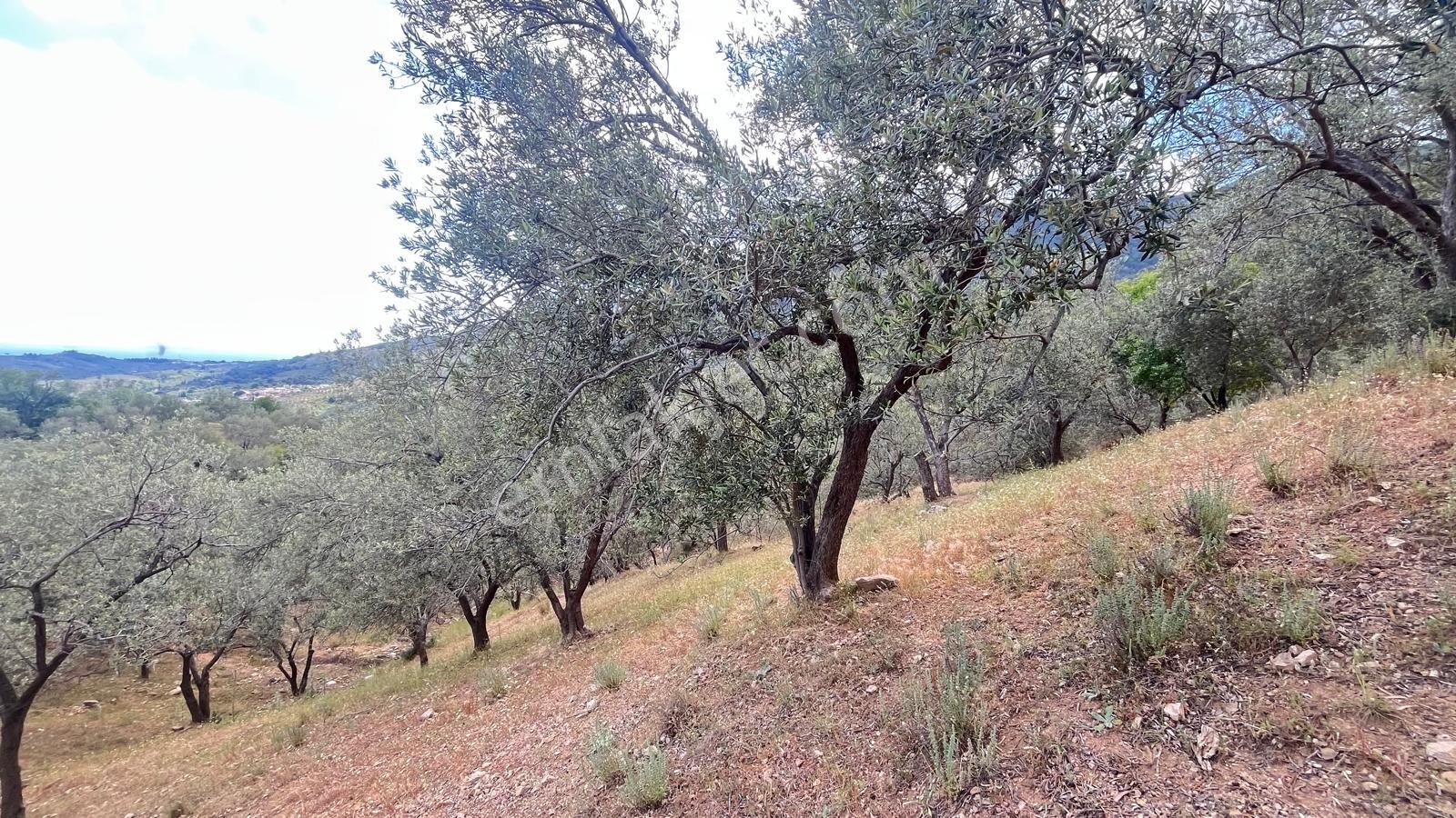 Başaran Emlak'tan Güre'de Mıhteşem Zeytin Arazisi Acil Satılık - Görsel 9