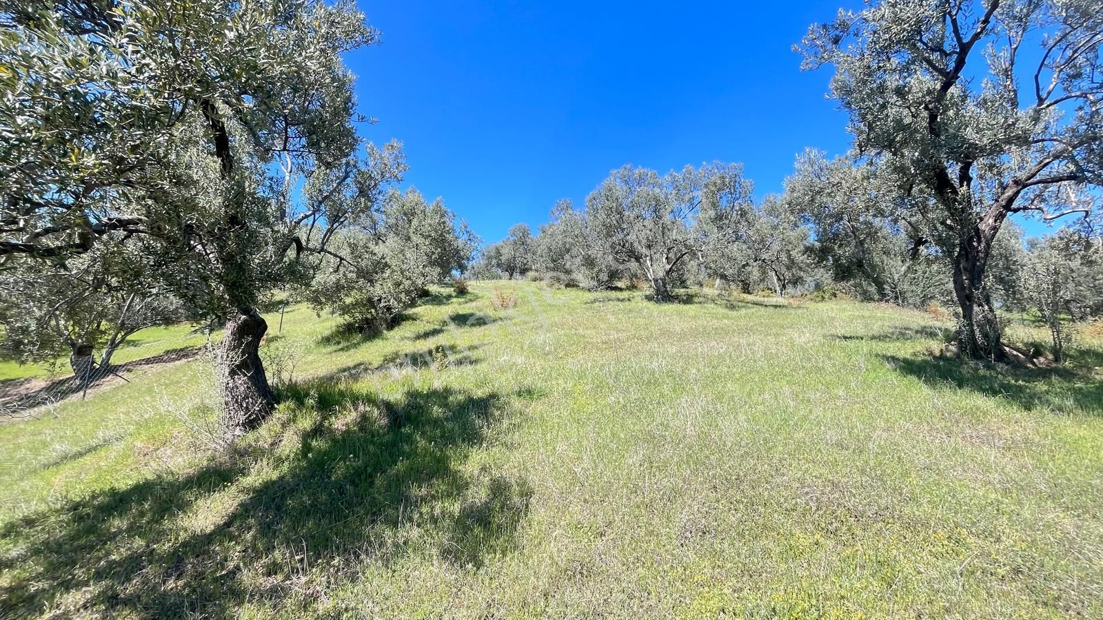 Başaran Emlak'tan Yaylaönün'de Efsane Zeytin Arazisi... - Görsel 19