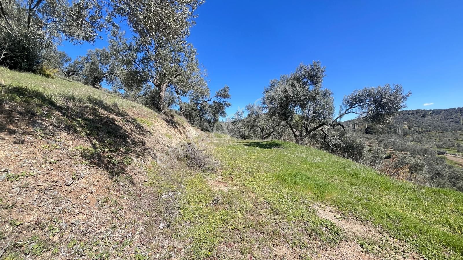 Başaran Emlak'tan Yaylaönün'de Efsane Zeytin Arazisi... - Görsel 11