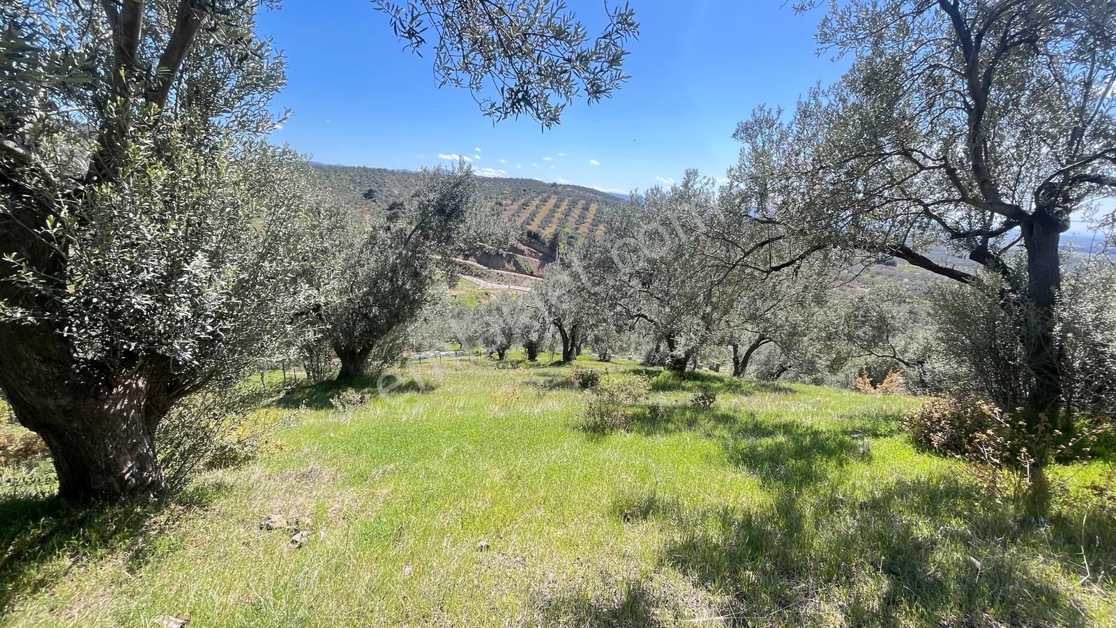 Başaran Emlak'tan Yaylaönün'de Efsane Zeytin Arazisi... - Görsel 13