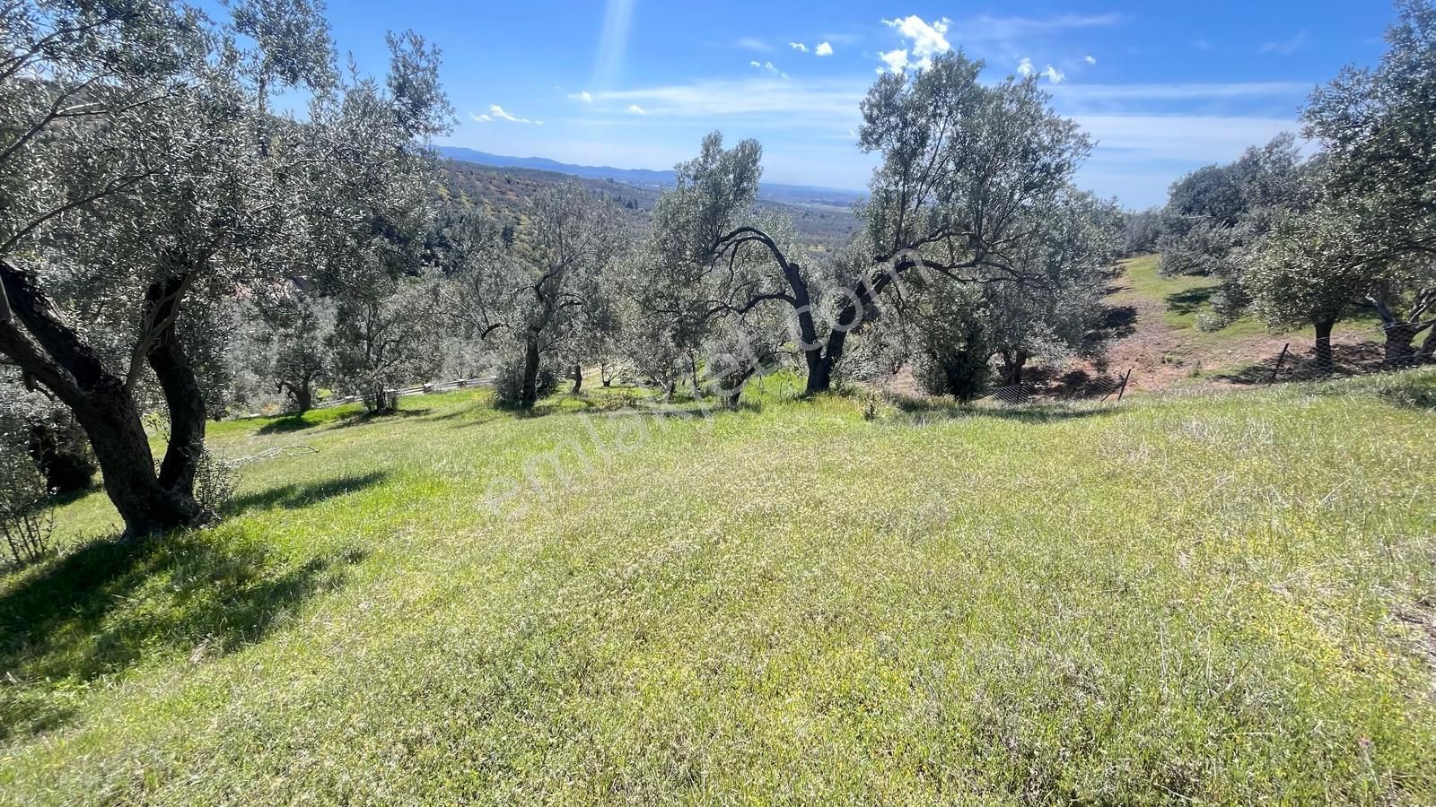 Başaran Emlak'tan Yaylaönün'de Efsane Zeytin Arazisi... - Görsel 14