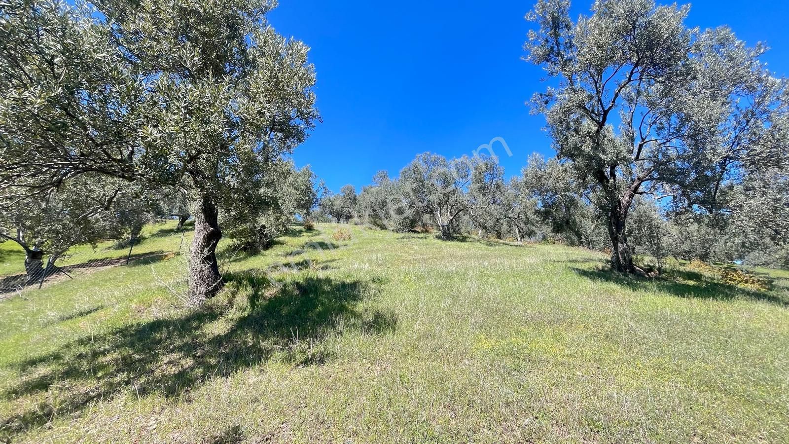 Başaran Emlak'tan Yaylaönün'de Efsane Zeytin Arazisi... - Görsel 21