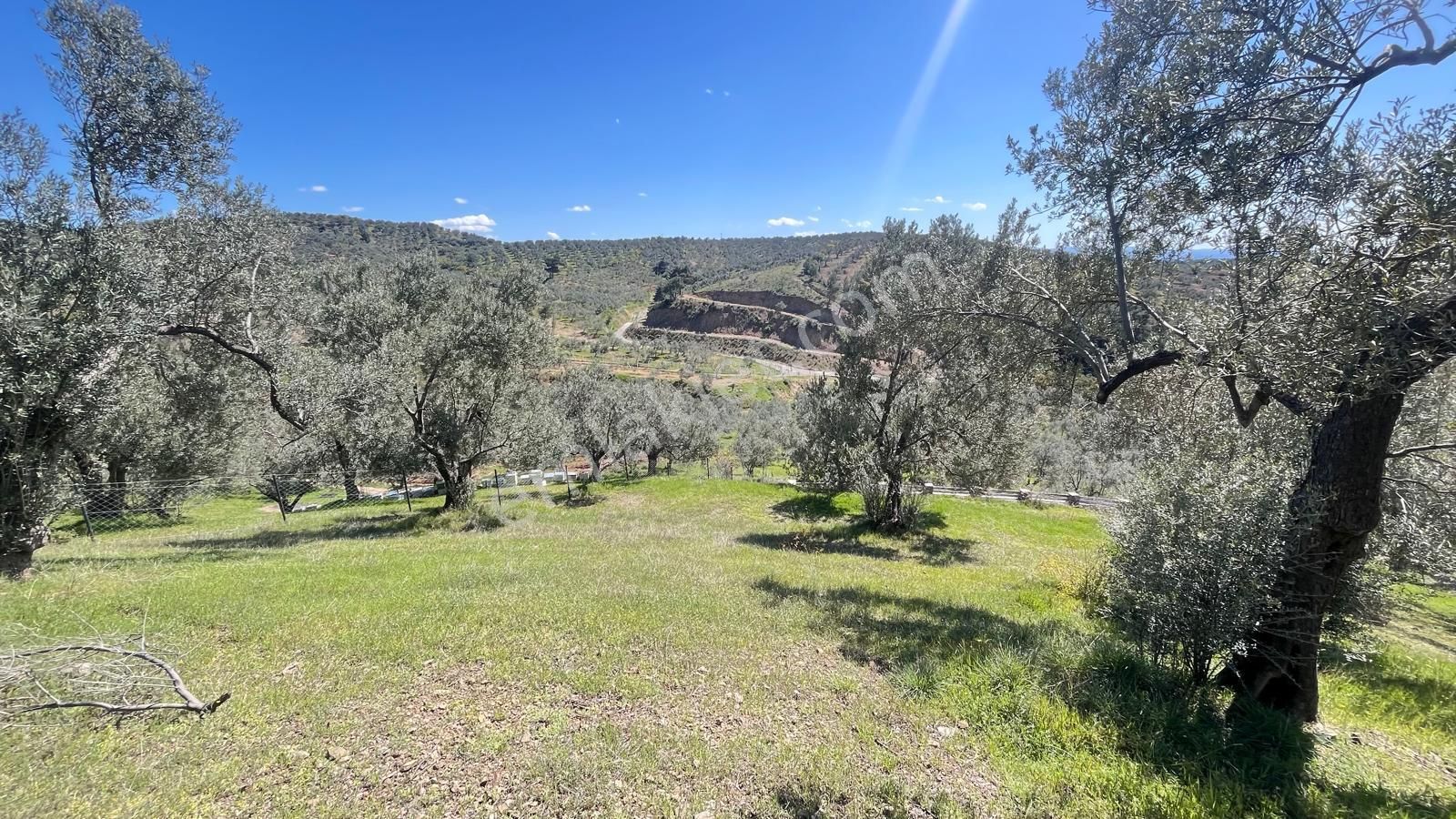 Başaran Emlak'tan Yaylaönün'de Efsane Zeytin Arazisi... - Görsel 26