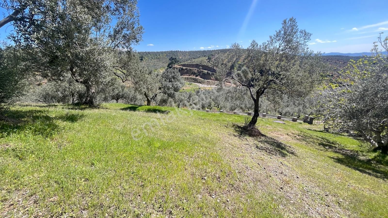 Başaran Emlak'tan Yaylaönün'de Efsane Zeytin Arazisi... - Görsel 2