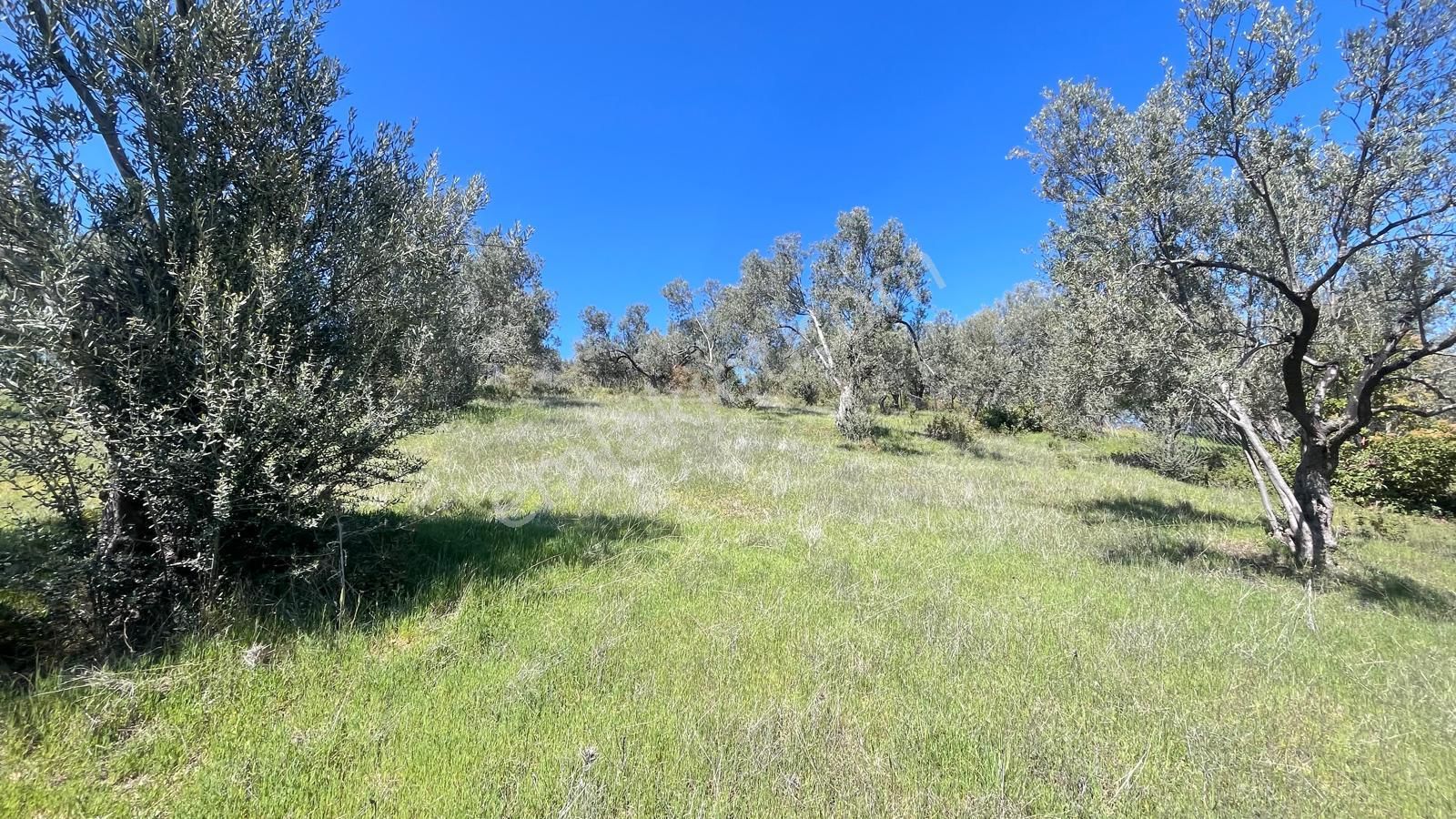 Başaran Emlak'tan Yaylaönün'de Efsane Zeytin Arazisi... - Görsel 23