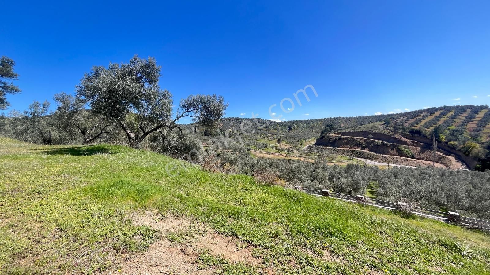 Başaran Emlak'tan Yaylaönün'de Efsane Zeytin Arazisi... - Görsel 10