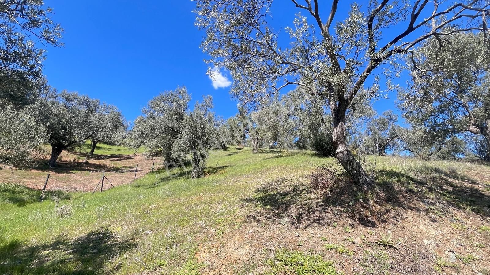 Başaran Emlak'tan Yaylaönün'de Efsane Zeytin Arazisi... - Görsel 24