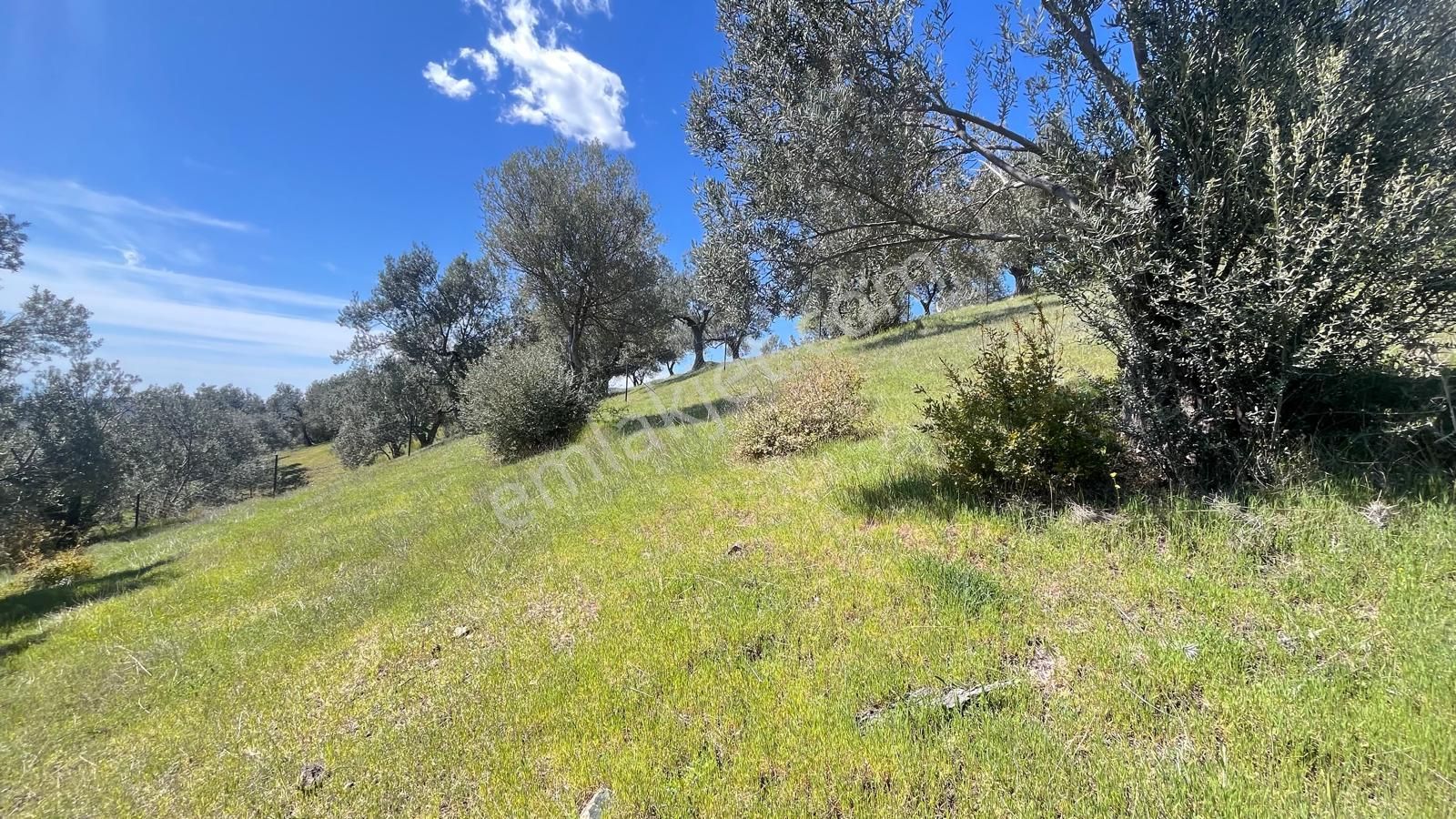 Başaran Emlak'tan Yaylaönün'de Efsane Zeytin Arazisi... - Görsel 17