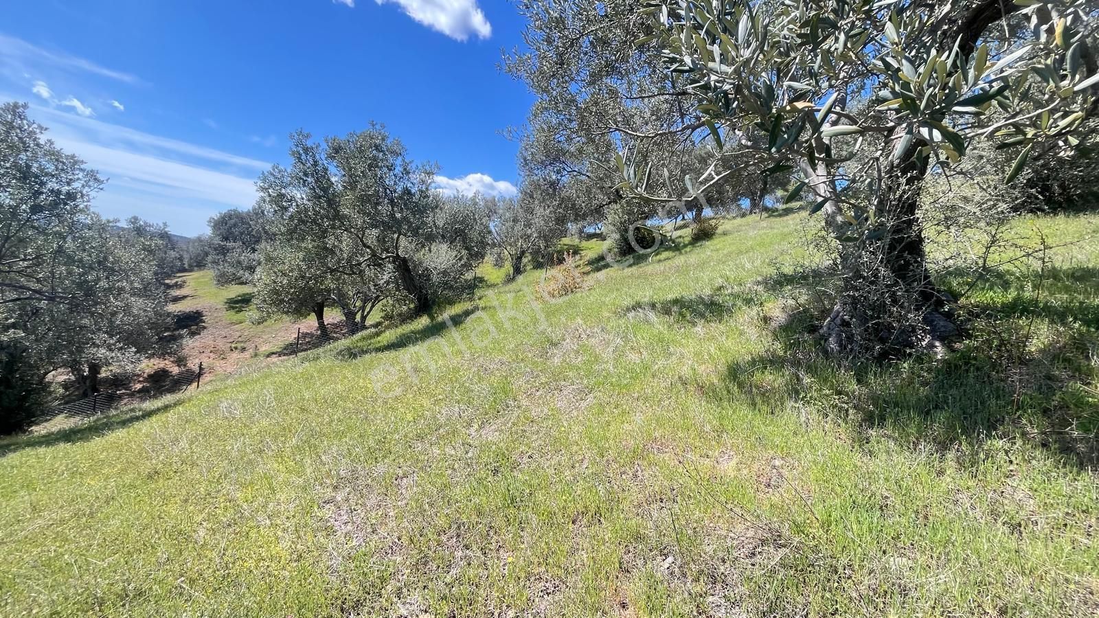 Başaran Emlak'tan Yaylaönün'de Efsane Zeytin Arazisi... - Görsel 15