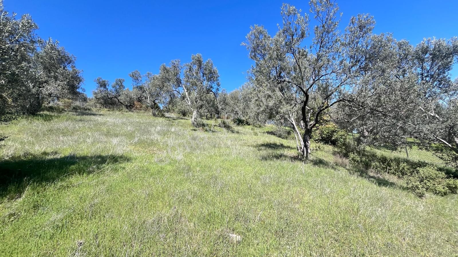 Başaran Emlak'tan Yaylaönün'de Efsane Zeytin Arazisi... - Görsel 16