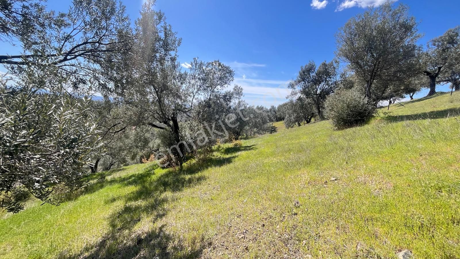 Başaran Emlak'tan Yaylaönün'de Efsane Zeytin Arazisi... - Görsel 20