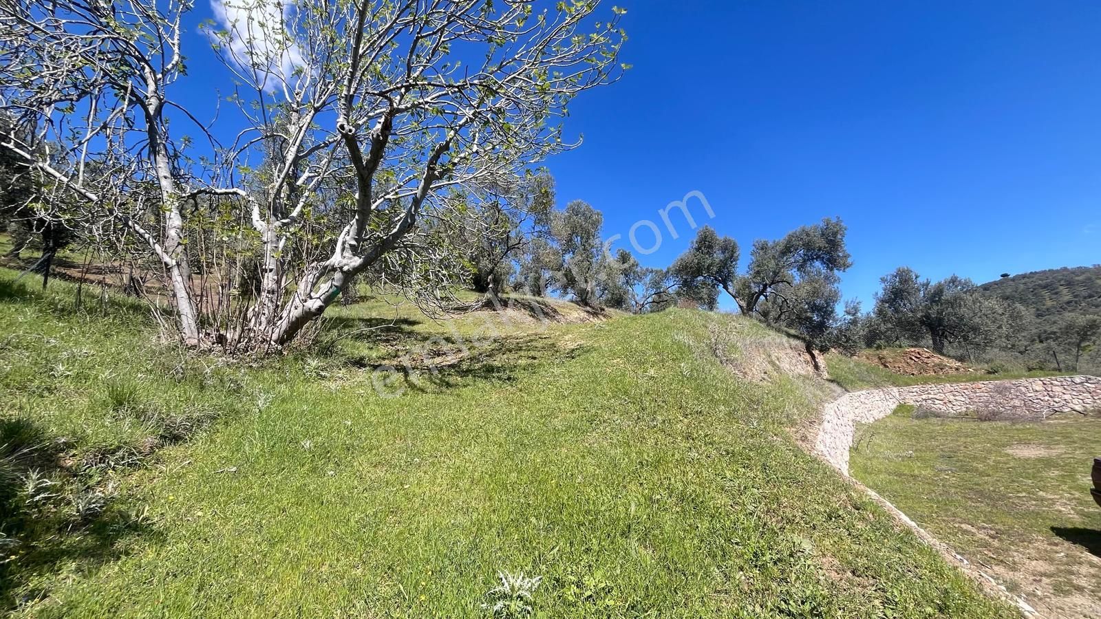 Başaran Emlak'tan Yaylaönün'de Efsane Zeytin Arazisi... - Görsel 8