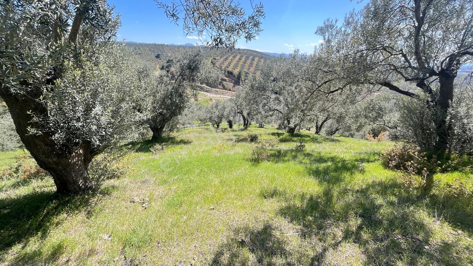 Başaran Emlak'tan Yaylaönün'de Efsane Zeytin Arazisi... - Görsel 22