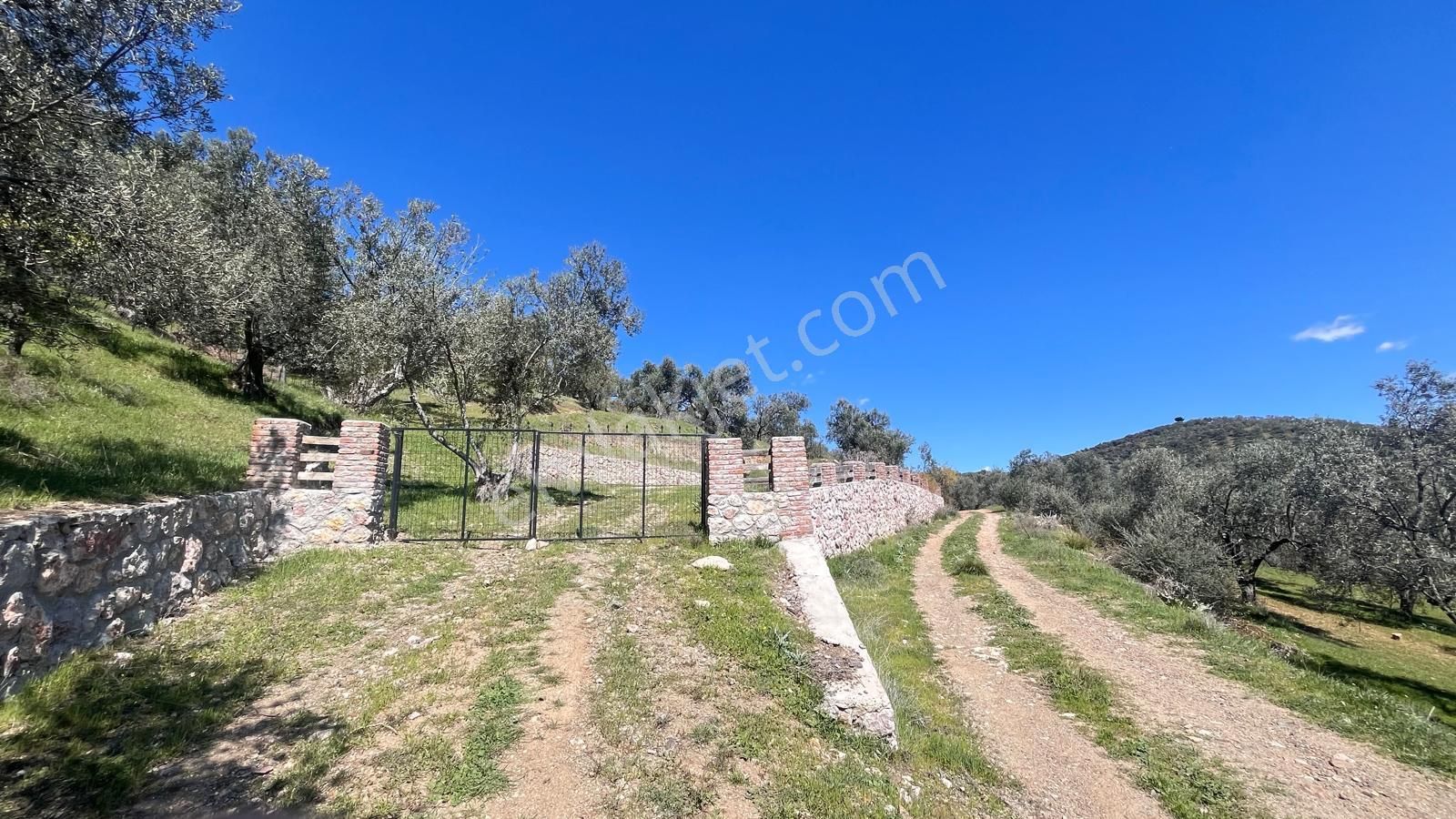 Başaran Emlak'tan Yaylaönün'de Efsane Zeytin Arazisi... - Görsel 5