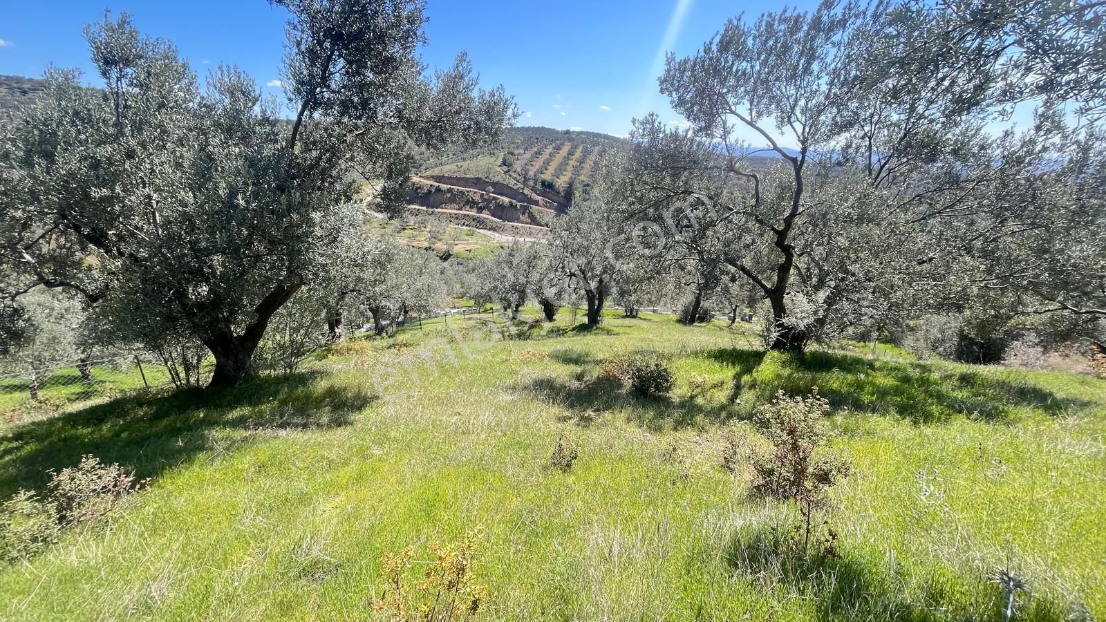 Başaran Emlak'tan Yaylaönün'de Efsane Zeytin Arazisi... - Görsel 25