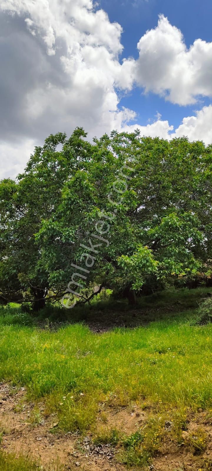 Aydın Çine Seferler Yatırımlık Arsa - Görsel 14