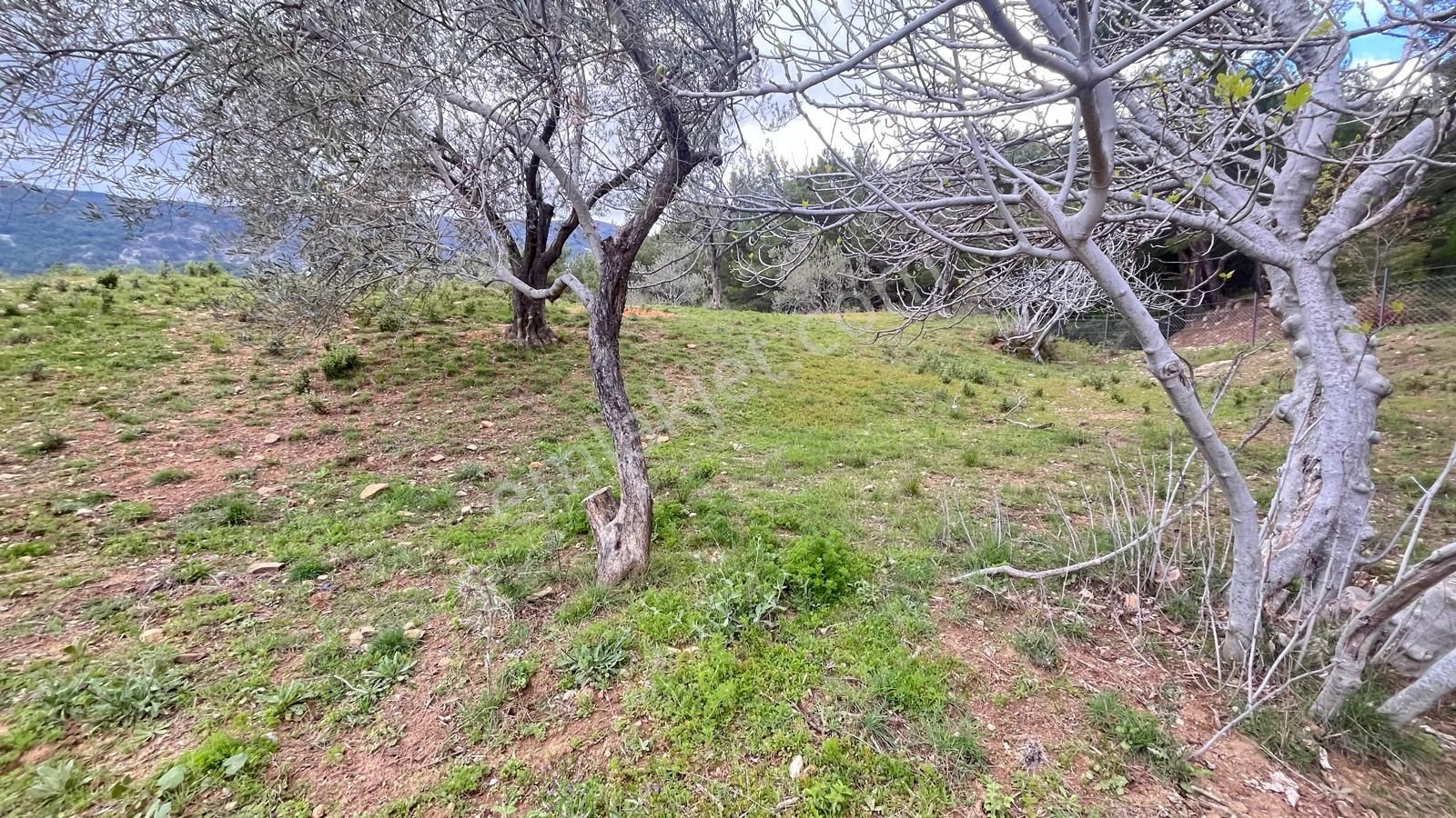 Başaran Emlak'tan Efsane Zeytin Arazisi... - Görsel 7