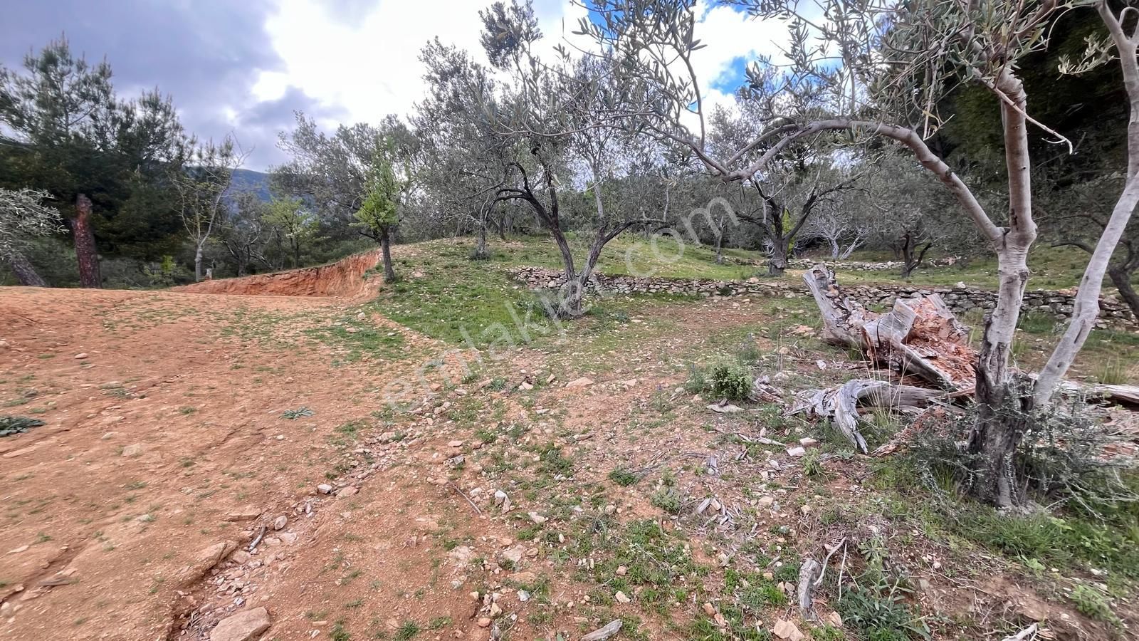 Başaran Emlak'tan Efsane Zeytin Arazisi... - Görsel 19
