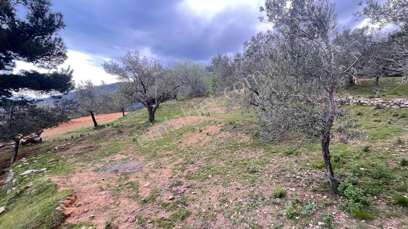 Başaran Emlak'tan Efsane Zeytin Arazisi... - Görsel 8