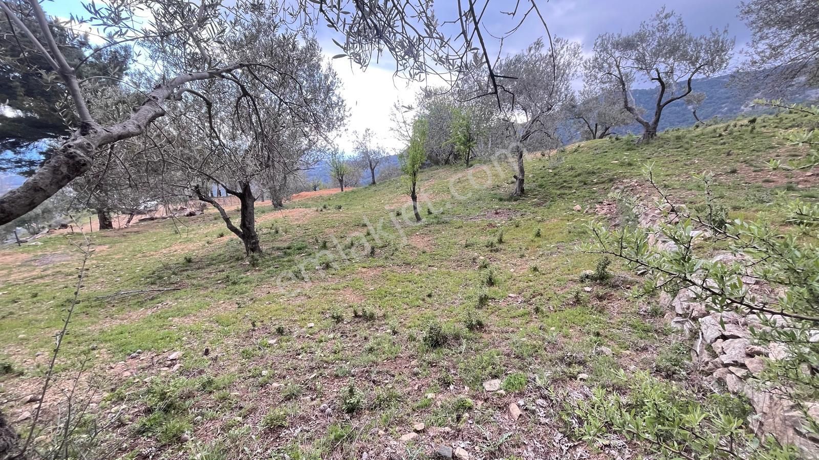 Başaran Emlak'tan Efsane Zeytin Arazisi... - Görsel 14