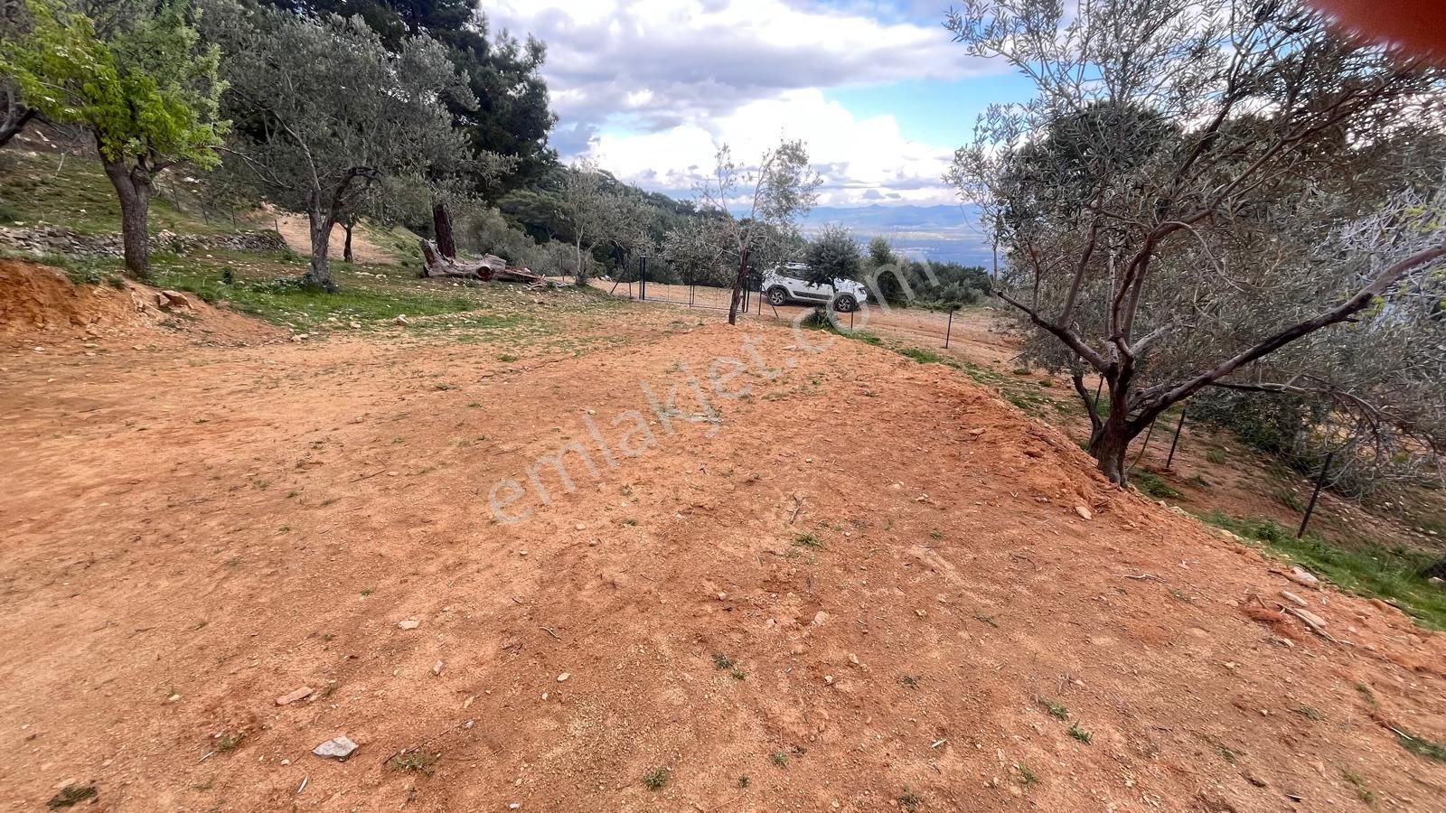 Başaran Emlak'tan Efsane Zeytin Arazisi... - Görsel 15
