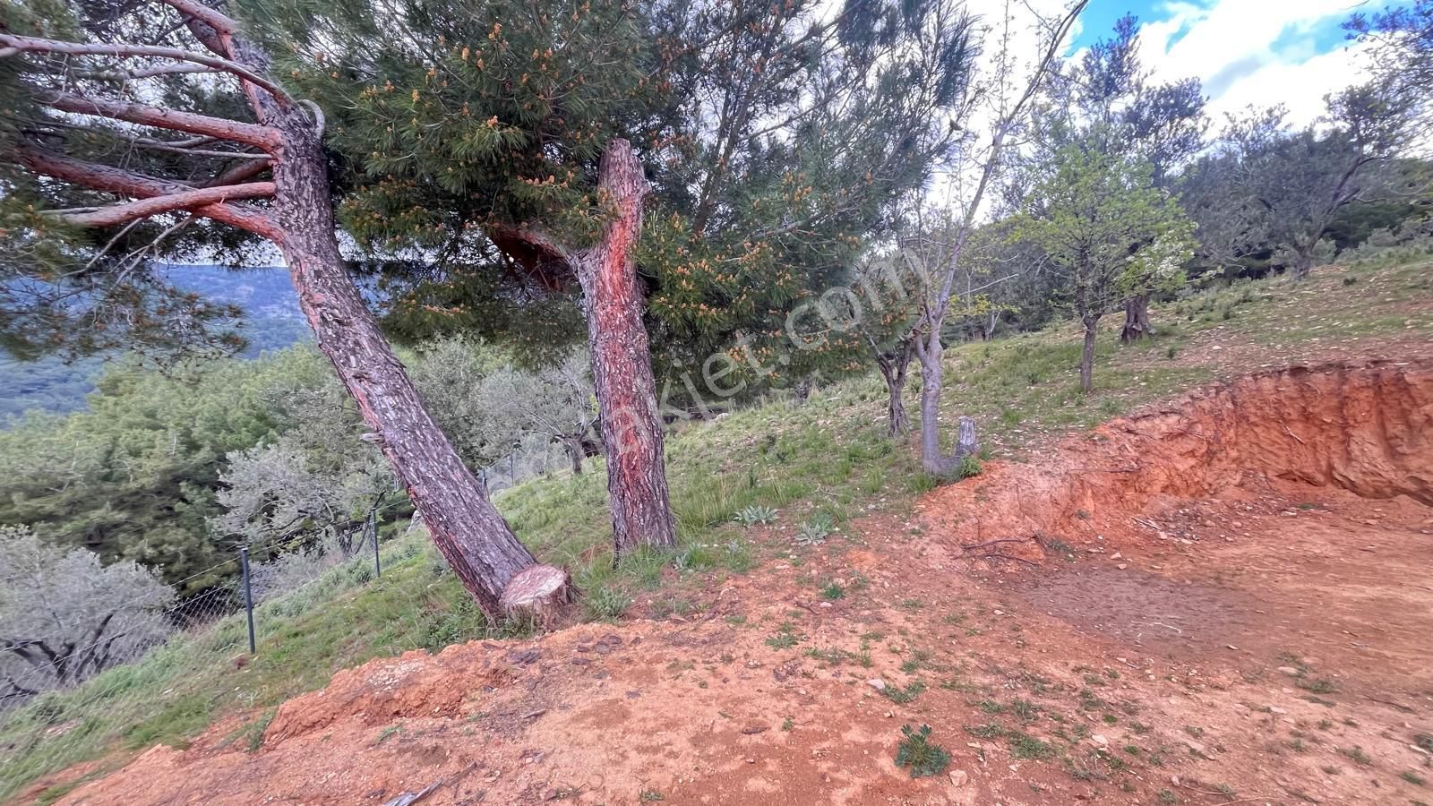 Başaran Emlak'tan Efsane Zeytin Arazisi... - Görsel 6