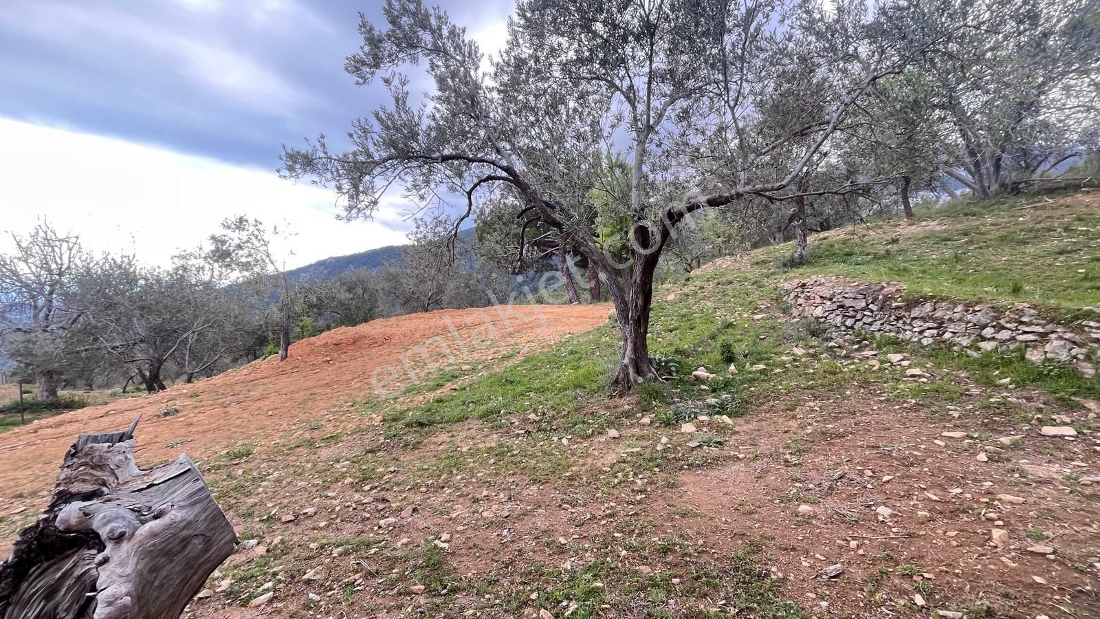 Başaran Emlak'tan Efsane Zeytin Arazisi... - Görsel 18