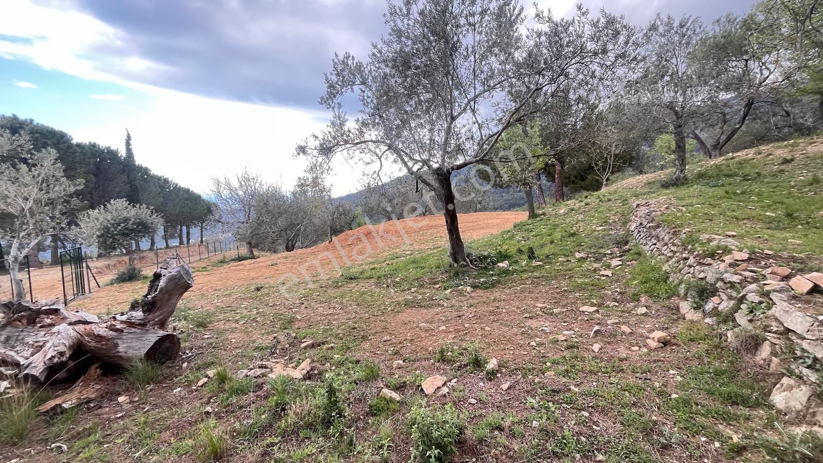 Başaran Emlak'tan Efsane Zeytin Arazisi... - Görsel 10