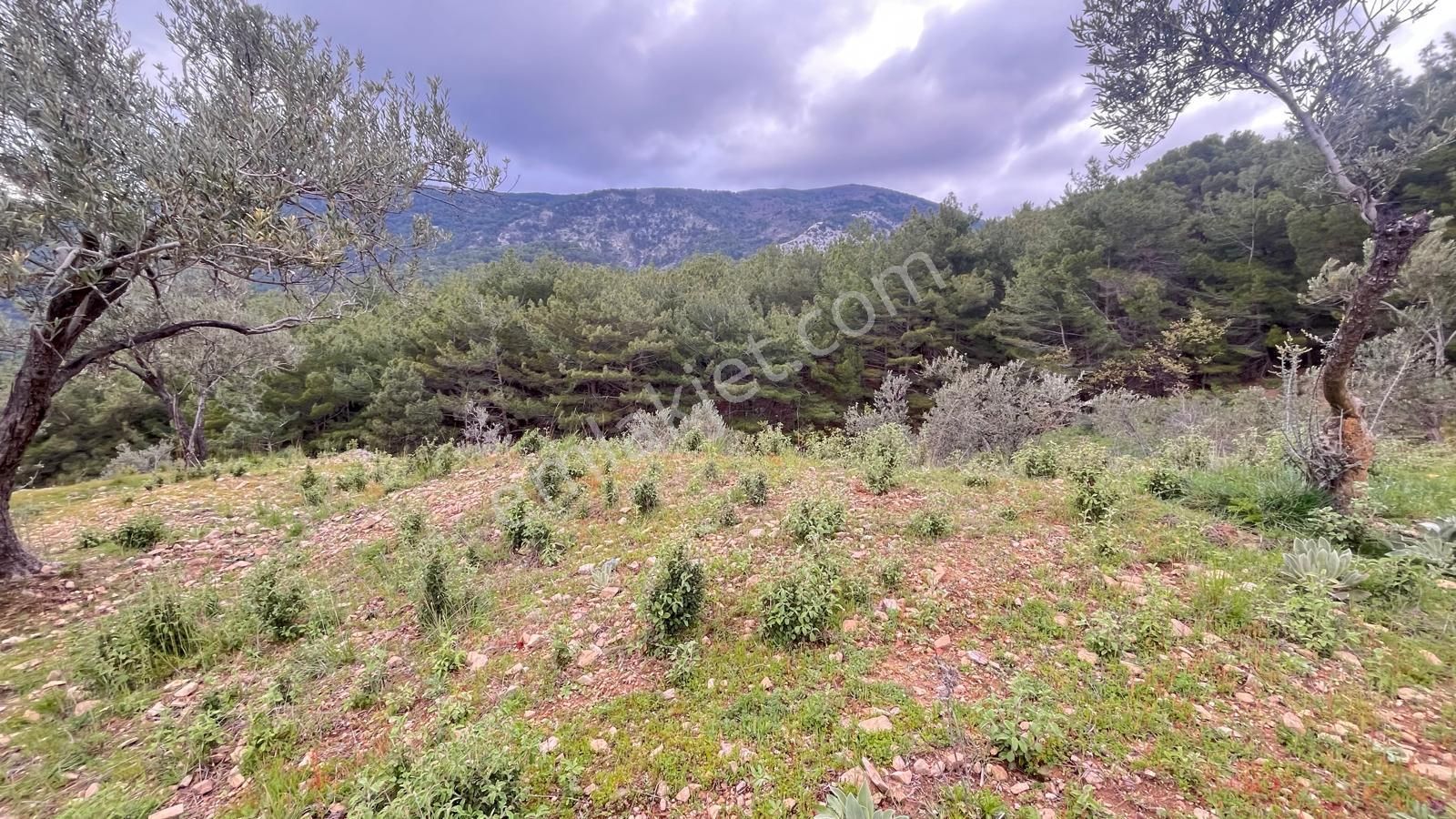 Başaran Emlak'tan Efsane Zeytin Arazisi... - Görsel 4