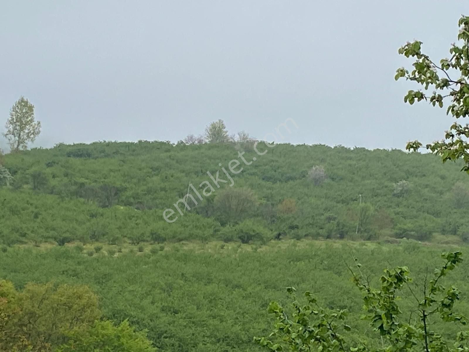 Altın Emlaktan Kandıra Sarıcaali De Mükemmel Tek Tapu Tarla - Görsel 7