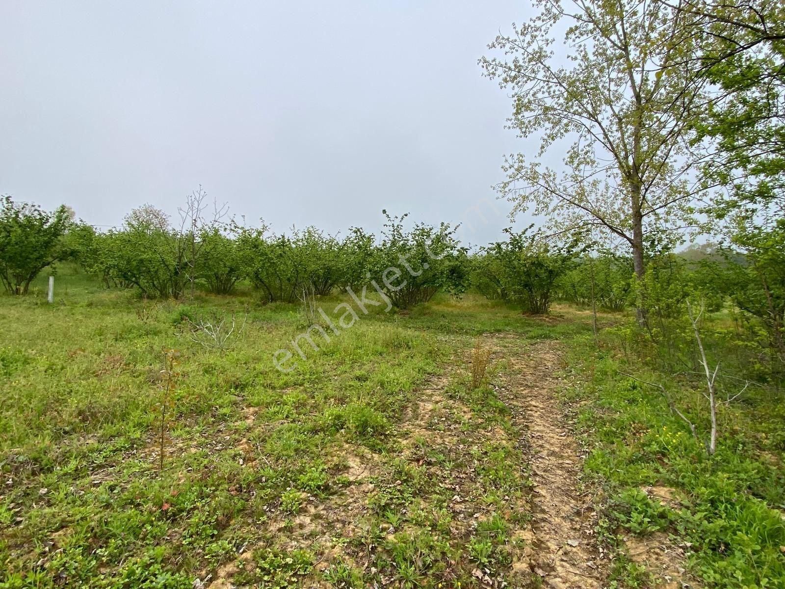 Altın Emlaktan Kandıra Sarıcaali De Mükemmel Tek Tapu Tarla - Görsel 6