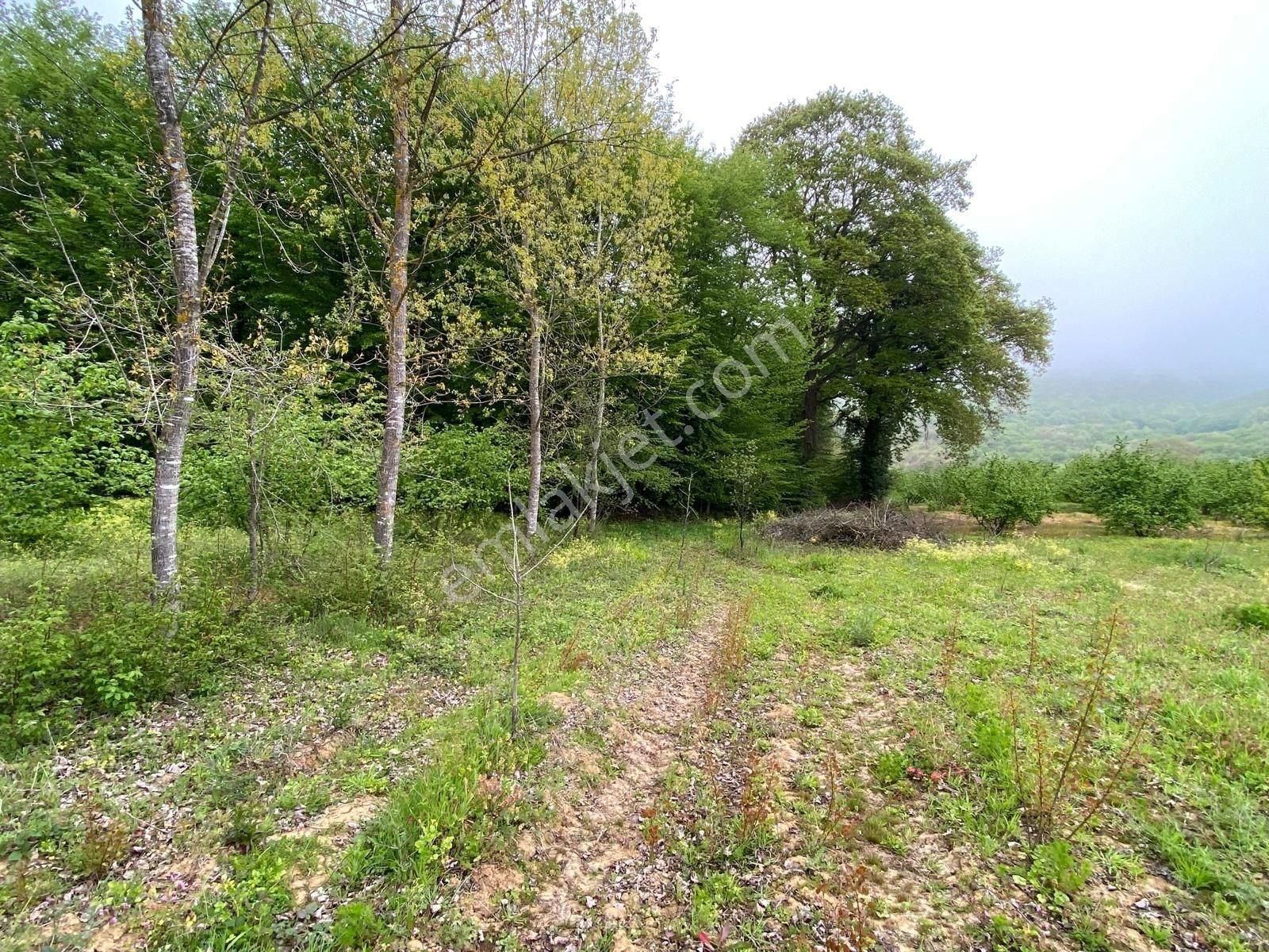 Altın Emlaktan Kandıra Sarıcaali De Mükemmel Tek Tapu Tarla - Görsel 8