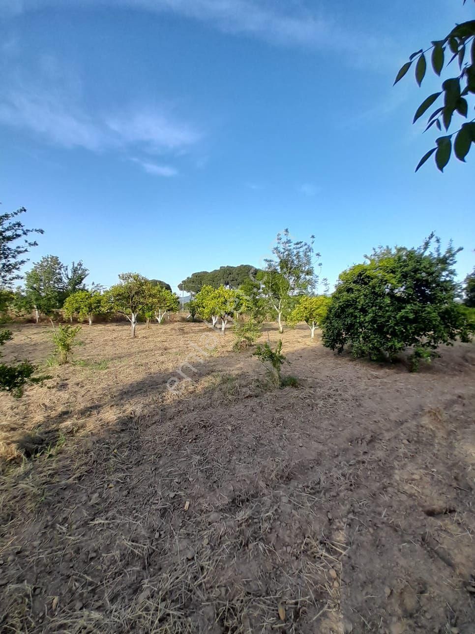 Aydın Söke Bağarası Mah. Yola Sıfır Satılık Bahçe