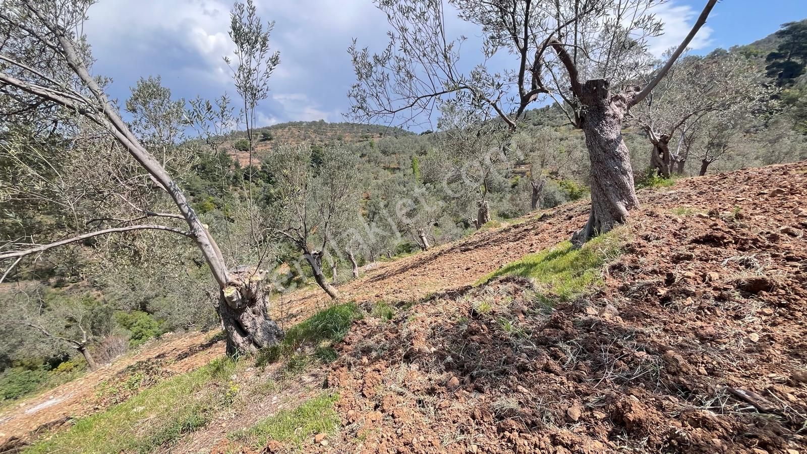 Başaran Emlak'tan Dağ Ve Doğa Manzaralı Zeytin Arazisi... - Görsel 8