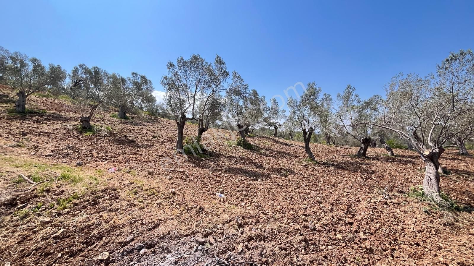 Başaran Emlak'tan Dağ Ve Doğa Manzaralı Zeytin Arazisi...
