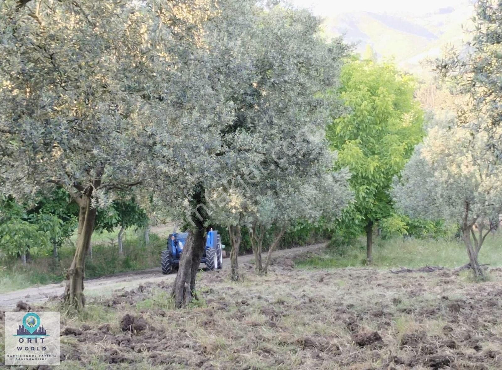 Orhangazi Ortaköy 'de Satılık Yola Cephe Bakımlı Zeytinlik - Görsel 2