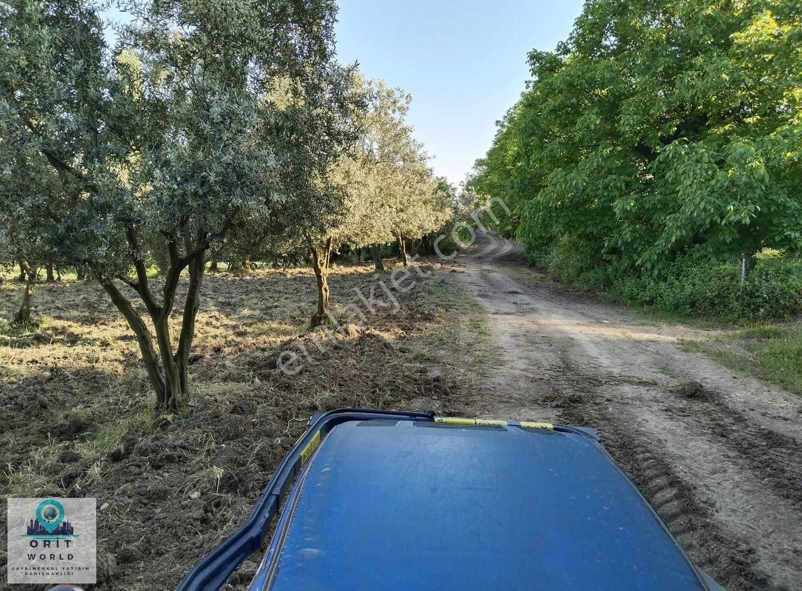 Orhangazi Ortaköy 'de Satılık Yola Cephe Bakımlı Zeytinlik - Görsel 8