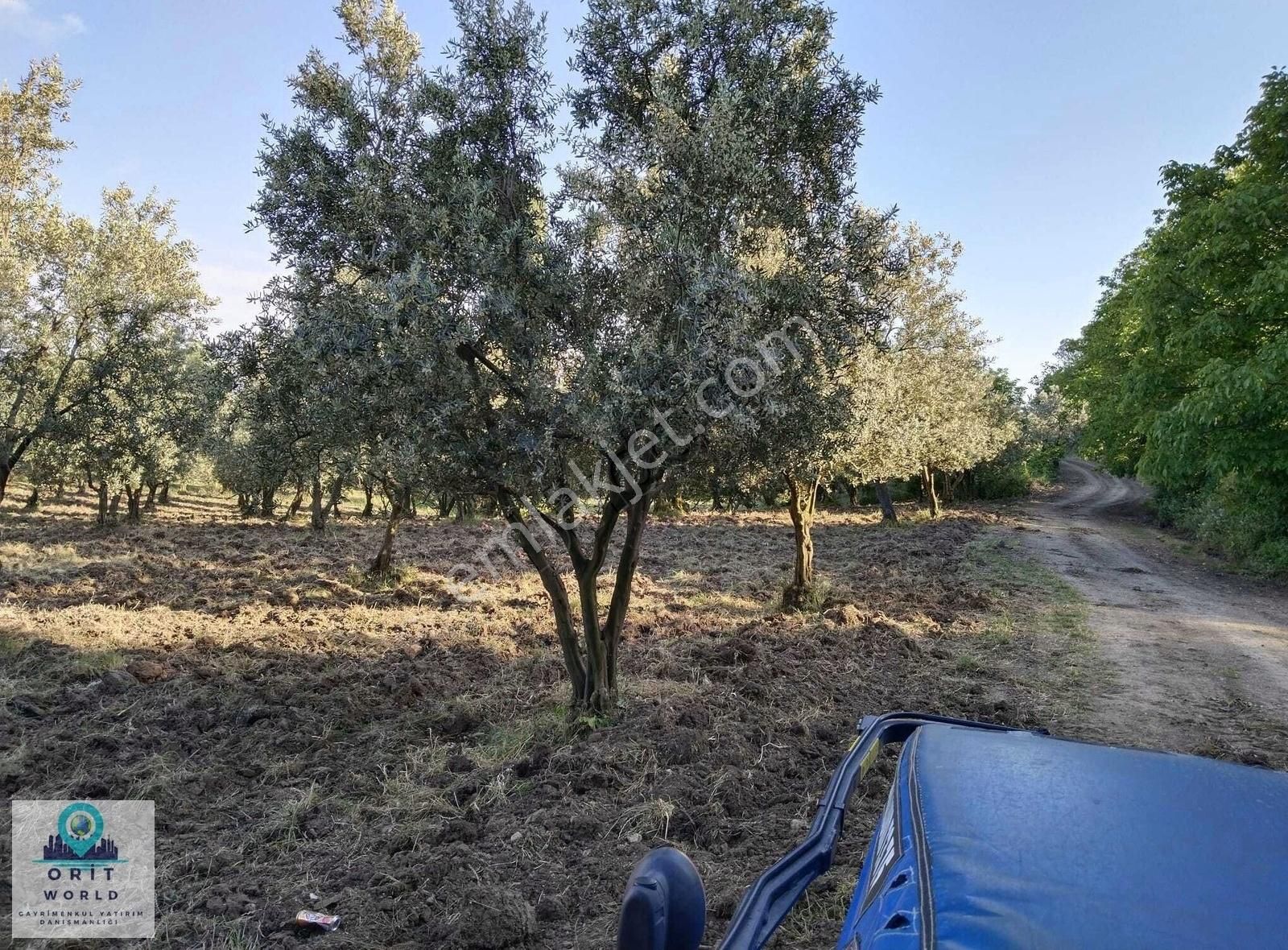 Orhangazi Ortaköy 'de Satılık Yola Cephe Bakımlı Zeytinlik - Görsel 5